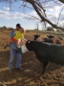 Cattle eating corn