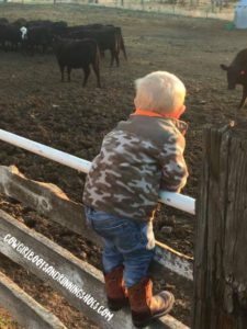 Our 3-year-old checking the cows. 