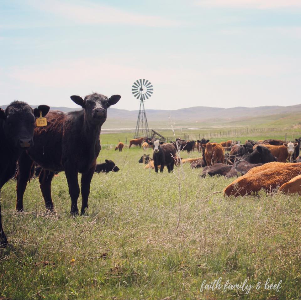 Cattle close together out in a pasture. Photo credit: Faith Family & Beef.