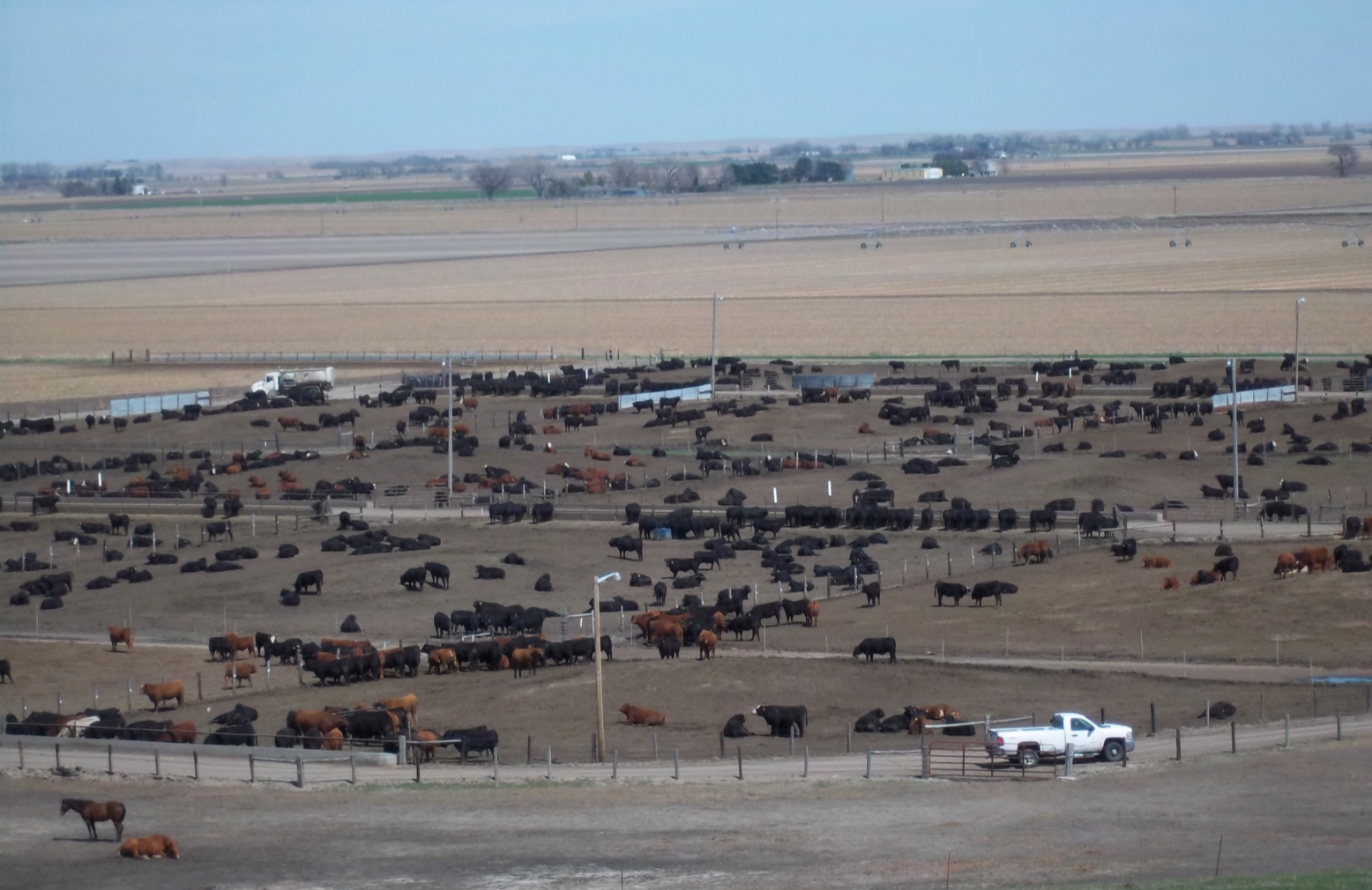 Aerial view of cattle at Anne's feed yard.