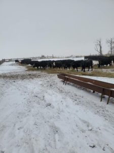 Our cattle eating a bale of hay on Thanksgiving morning.